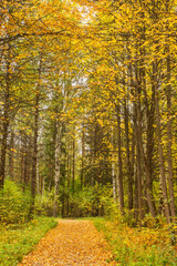 Peace park in Vologda. Russia