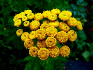 Tansy, yellow tansy flowers closeup in a garden