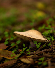 Magical mushroom in the forest