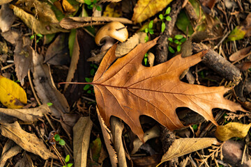 Leaves and mushroom on the ground in the forest