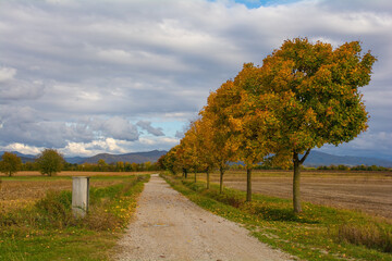 Fototapeta na wymiar Autumn in Rural North East Italy 6 