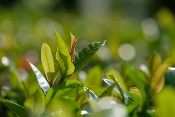 close-up fresh young leaves with green light bokeh background