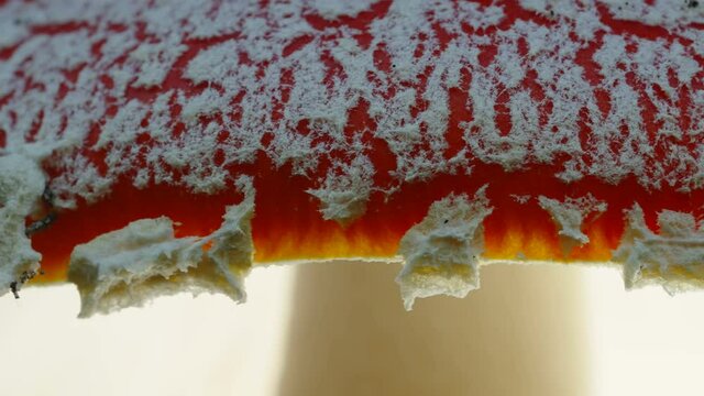 The closer look of the white spots of the fly agaric mushroom that is dangerous and poisonous in Estonia