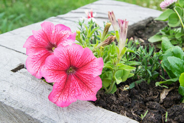 Blooming petunia flower in garden. Petunia flowers. Pink and violet Petunia flowers macro closeup...
