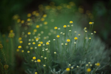 Field of small yellow wild flowers bush with beautifull bokeh. Nature art card