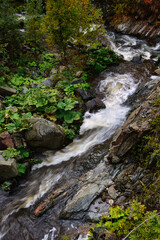 stream in the forest