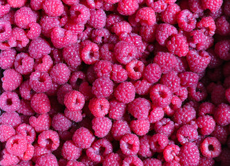 Ripe red raspberries. Colorful berry background