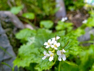 flowers in the garden