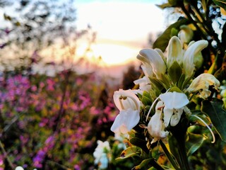 flowers in the garden