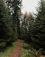 Obraz premium footpath in the pine forest