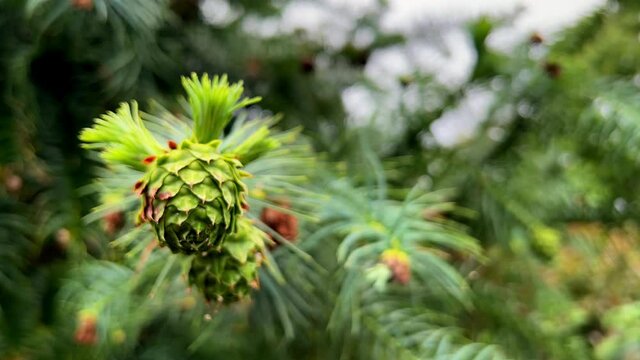 Pine cones blowing in a gentle breeze viewed in extreme close up with a blurred background of pine needles.