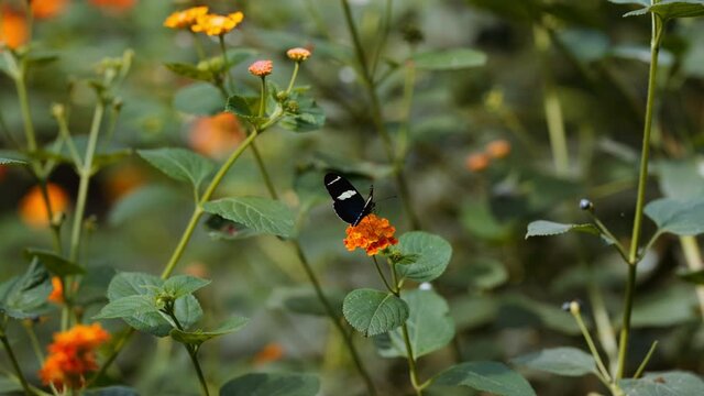 Doris Longwing Butterfly, Heliconius Doris, Moving It'S Wings On Flower
