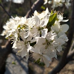 tree blossom