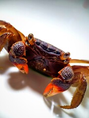 Crab on the plate
