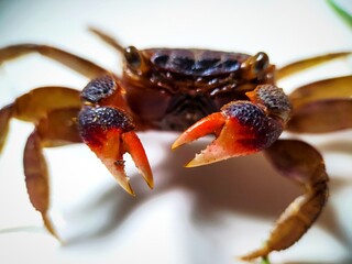 crab on a plate 