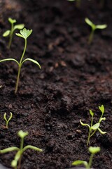 Young seedling growing in pot on windowsill
