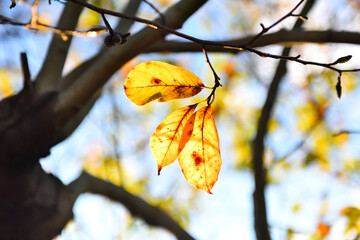 秋に色ずく桜の葉