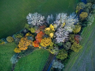 Autumn tree colours in a Derbyshire spinney