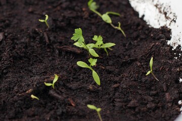Young seedling growing in pot on windowsill