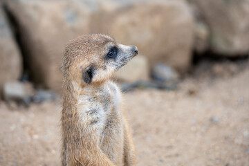 Detailed view of cute meerkat