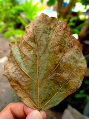 a sheet of Erythrina subumbrans leaf is brown with green gradations with a little dirty and wet sticking to the leaves