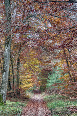 autumn in the forest