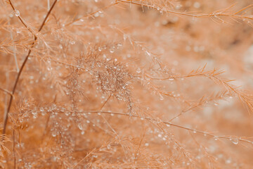 Brick colored, ochre colored plants in autumn in raindrops in wet weather, autumn beautiful...