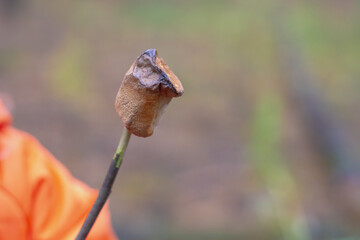 Bonfire-fried marshmallow on a twig in nature
