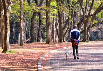 紅葉する公園で犬の散歩する男性