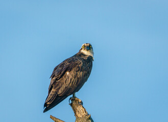 Perched Osprey