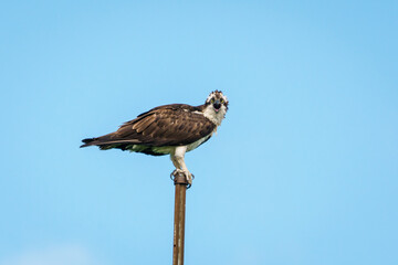Osprey Scream