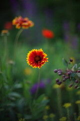 Obraz na płótnie Canvas Lovely nature. Orange flowers gaillardia grow in summer garden. Art card
