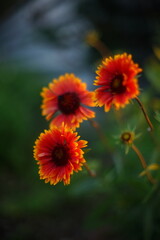 Three orange flowers gaillardia grow in summer garden