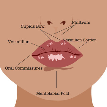 Closeup Anatomy of lips with detailed labeled parts description.Vector isolate flat design concept for Educational facial mouth structure scheme with physiological terms explanation, medicine