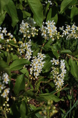 Prunus padus, known as bird cherry, hackberry, hagberry, or Mayday tree, is a flowering plant in the rose family