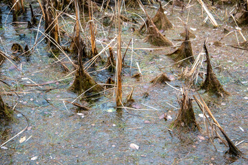Autumn colored reeds in frozen water