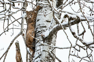Bobcat (Felis rufus) climbing a Wisconsin snow covered poplar tree in November