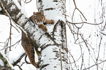 Bobcat (Felis rufus) climbing a Wisconsin snow covered poplar tree in winter