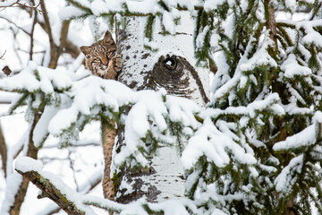 Bobcat (Felis rufus) climbing a Wisconsin snow covered tree in winter