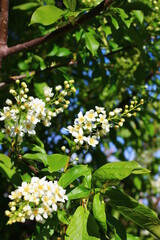 Prunus padus, known as bird cherry, hackberry, hagberry, or Mayday tree, is a flowering plant in the rose family