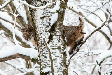 Bobcat (Felis rufus) pooping out of a Wisconsin snow covered tree in winter