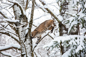 Naklejka na ściany i meble Bobcat (Felis rufus) jumping from a snow covered tree in Wisconsin