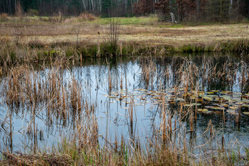 A small pond with reeds in the water