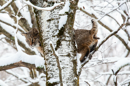 Bobcat (Felis rufus) pooping out of a Wisconsin snow covered tree in winter