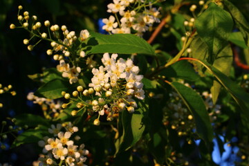 Prunus padus, known as bird cherry, hackberry, hagberry, or Mayday tree, is a flowering plant in the rose family