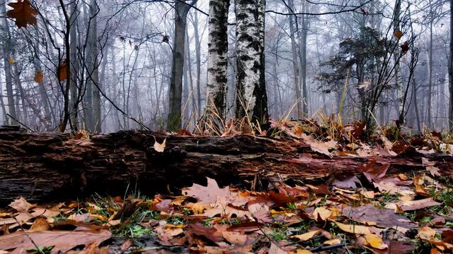 Aerial Drone - Autumn Landscape in the Woods with Trunks and Leaves
