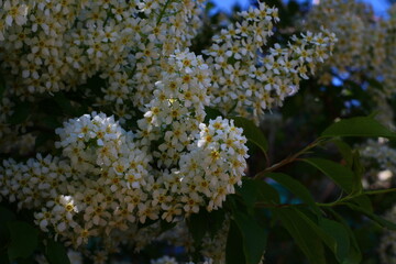Prunus padus, known as bird cherry, hackberry, hagberry, or Mayday tree, is a flowering plant in the rose family