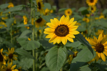 beautiful sunflowers in the garden