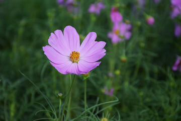Soft focus Pink cosmos with yellow stamens in the flower garden.