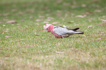 pink and grey cockatoo also known as galah or rose-breasted cockatoo in green grass in Adelaide,...